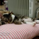 다락방고양이 이미지