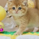 김포고양이분양 맘스캣 이미지