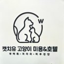캣치유고양이미용호텔 | 관악구 고양이 미용, 랙돌 쿠키의 변신! 캣치유 고양이 미용 호텔 이용 후기
