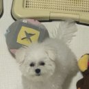 (주)뭉치 | 삼전동강아지분양 ■건강하고 예쁜 미니비숑분양 뭉치 성장후기■