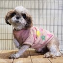 야은로-9 이미지