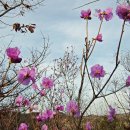 진달래 이미지