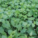 자란만마을 이미지