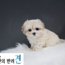 만족하개 이미지