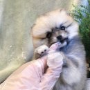 퐁실퐁실 이미지