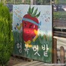 써니사과농장 | 화성 행복텃밭에서 고구마 캐기, 동물 먹이주기! 서울 근교 농장 체험하고 왔어요