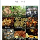 야생버섯 식용버섯 독버섯 자연산 버섯 이미지