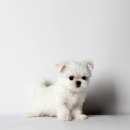 하이, 멍 이미지