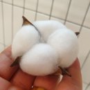세계이불솜틀집