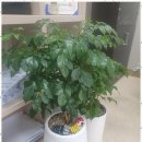 평천로669번길 | 원미구부동산 부천 부동산 상담 후기: 마음을 사로잡다