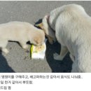 댕댕이# 이미지