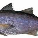 동백자연산횟집 이미지