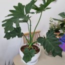 해나의정원 이미지