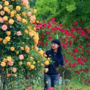 감성분식 청춘식당 소담점 | [경남/명소]경남 5월 여행지 추천, 창원 장미공원 장미터널과 수국까지 한 번에