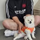 헤이퍼피 | [헤이퍼피] 실내 운정역 루프탑 애견카페 추천/인조잔디, 천연잔디 후기