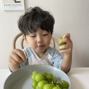 상주모동우체국 | 아기간식으로 딱 샤인머스캣! 찐~~현가네 농원 내돈내산후기!!