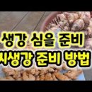 생강 수확시기(캐는시기) 심는시기 종자 심기 심는방법 재배법 이미지