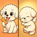 BICHON KOREA 이미지