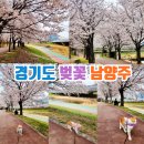 용암천변길 | 경기도 벚꽃 명소 남양주 걷기좋은길 산책로 애견동반(고양이)