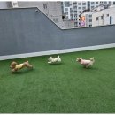 놀러왔댕 이미지