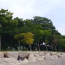 월정방풍림 이미지