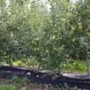 부동농장 이미지