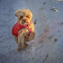 명성동물병원 | 우리 댕댕이 토할 때마다 심장이 철렁해요, 인천동물병원 선택 시 꼭 확인해야 할 병원 방문 시점 가이드