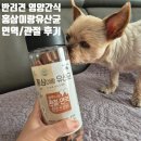 클로버덴탈 | 반려견간식 레디펫고 홍삼이랑유산균 강아지 영양간식 후기.