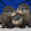 수달횟집 이미지