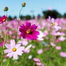 주일농장 이미지