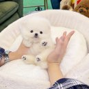 아이앤유 애견미용샵 | 성남강아지분양 믿음가는 애견샵