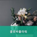 클로바플라워