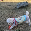 피터펫카페본점 이미지