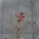 한국맥도날드부산하단DT점 이미지
