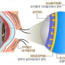 조은안과 이미지