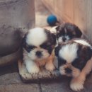 샵펫 강아지분양 울산점 이미지