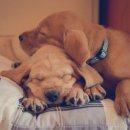 도그앤캣동물병원 이미지