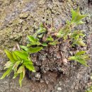 부산성베네딕도수녀회 | 엠마오 의길 . 성 라자로마을 26.04.05