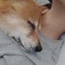 웃는강아지 이미지