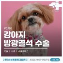 유성메디컬 | 대전 강아지 방광결석 수술 전문 동물병원 24시 성심동물메디컬센터