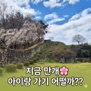 고창읍성 | 고창읍성 벚꽃 지금 만개! 아이랑 다녀온 솔직 후기(+주말 혼잡도)