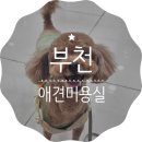 부티크멍 애견미용실 | 부천애견미용실 부티크멍에서 여름맞이 미용하고 왔어요