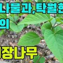 누리장나무(취오동)-고혈압,중풍,반신불수,소화촉진,두통,이질,종기치료에좋은 산나물 조회수 2천회 3년 전 이미지