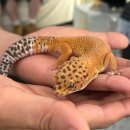 호텔시카고 2호점 이미지