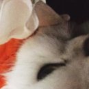 뮤동물병원 이미지