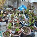 늘푸른나무약국 이미지