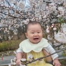 올레길 | 구미 금오랜드&amp;금오산 올레길 벚꽃 후기🌸