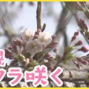 그저께 홋카이도 삿포로 벚꽃이 피었는데 어제는 삿포로에 눈이 왔습니다. 날씨가 이상해요. 이미지