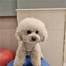 부산애견유치원 댕스하우스 이미지