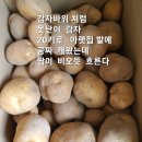 못난이 감자 이미지